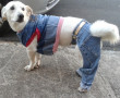 jeans para passear com o seu dog. 